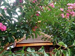 android_upload_pic-武汉紫薇都市田园