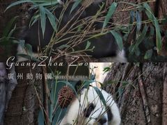 -广州动物园