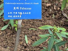 -中国科学院西双版纳热带植物园