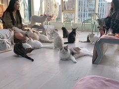 -喵百万·布偶·蓝金金渐层英短·猫舍(百子湾店)