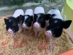 -合肥野生动物园