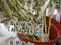 -宜家家居(哈尔滨商场店)