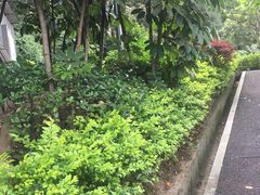-火炉山森林公园