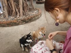 -柴犬高等学院·狗咖·柴犬售卖·宠物训练