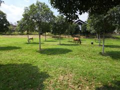 -武汉紫薇都市田园