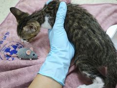 -动物缘宠物医院·骨科·猫科(西二环店)