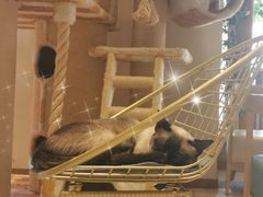 -藏猫猫咖啡主题馆(中央大道店)