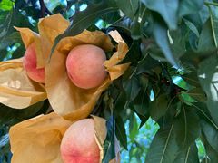 -老袁家蜜桃农场·阳山水蜜桃