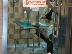 -我爱吾宠宠物美容院(朝阳路店)