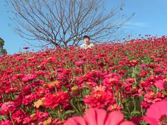 -花开海上生态园