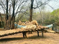 -北京野生动物园