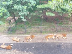 -大连森林动物园