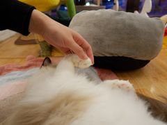 -momokira米努特·德文卷毛猫·棉花面纱犬