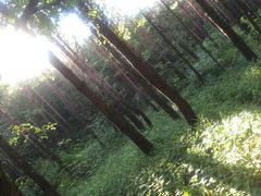 -汤旺河林海奇石景区