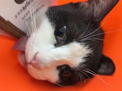 -瑞派康怡24h宠物医院·犬猫医疗中心·微创绝育(瑞景分院)