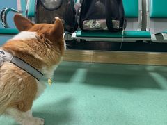 -北京观赏动物医院·24小时大型综合·猫专科·异宠专科