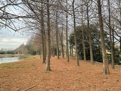 -上海长兴岛郊野公园