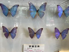 -上海大自然野生昆虫馆(东方明珠·爬宠昆虫探索中心)