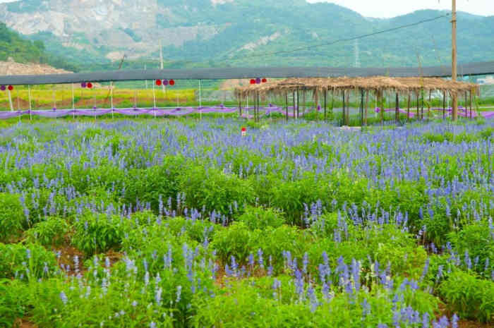 紫海国际薰衣草庄园-"庄园今年6月正式营业.空气清新,适合待家.