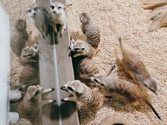 -昆明大悦城未来动物城(螺蛳湾中心店)