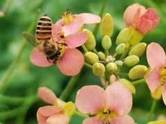 -天适樱花悠乐园