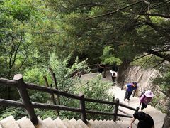 -王顺山国家森林公园