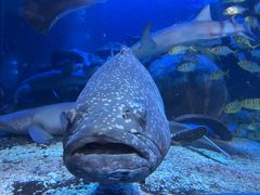 -太平洋海底世界