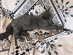 -平行世界·猫咖(首经贸店)