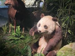-四川大学博物馆