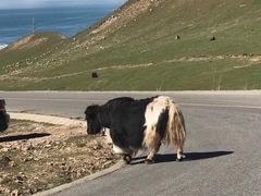 -青海湖国家重点风景名胜区