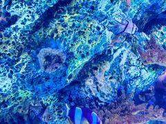 -上海海洋水族馆