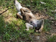 -大连森林动物园