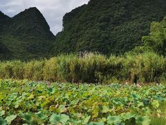 -靖西鹅泉风景区