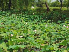 -梁鸿国家湿地公园