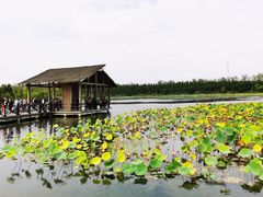 -溱湖国家湿地公园