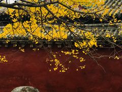 景点景点银杏叶-少林寺景区