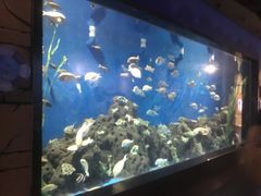 -锦艺城海洋馆