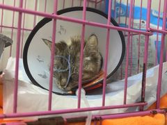 -爱侣宠医·鹦鹉专科·小型哺乳类·异宠专科(灵石路店)