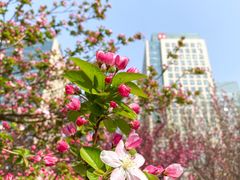-海棠花溪(元大都城垣遗址公园)