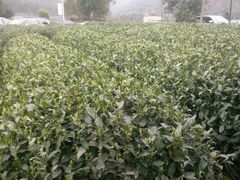 -听风阁农家私房菜茶楼(龙坞店)