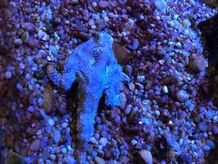 -瑞普利水族馆