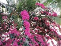 -云溪植物园