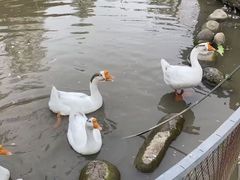 -前小桔亲子创意农场·草莓采摘·露营烧烤