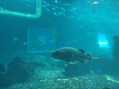 -海棠湾洲际-涛·海底餐厅·美人鱼·自助餐·海底隧道