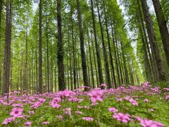 -黄海国家森林公园