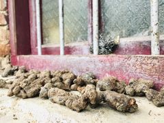 -黑河国家森林公园