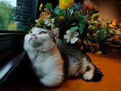 -IFIF 如果花園(宽厚里店)