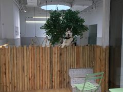 -Husky Go!哈士奇体验馆·宠物咖啡厅狗咖