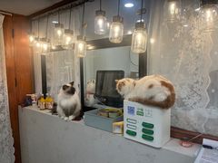 -共舞时光猫咖·狗咖(新街口店)