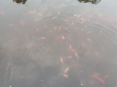 -西湖外事游船(花港观鱼码头)